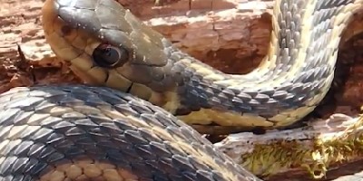 Sterling Heights snake